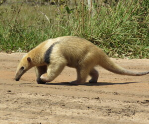 Tamandua meridional meridional - Wildexpedition - ©mateobohringer