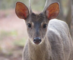 Brochet brun commun - Wildexpedition - ©mateobohringer