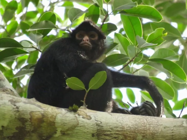 Black-faced Black Spider Monkey - Wild Expedition