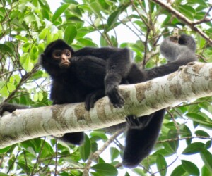 Black-faced Black Spider Monkey - Wildexpedition - ©mateobohringer