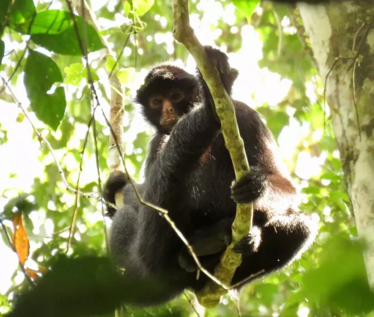 Black-faced Black Spider Monkey - Wild Expedition