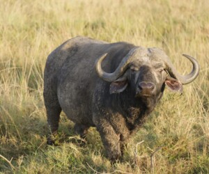African Buffalo - ©mateobohringer - Wildexpedition