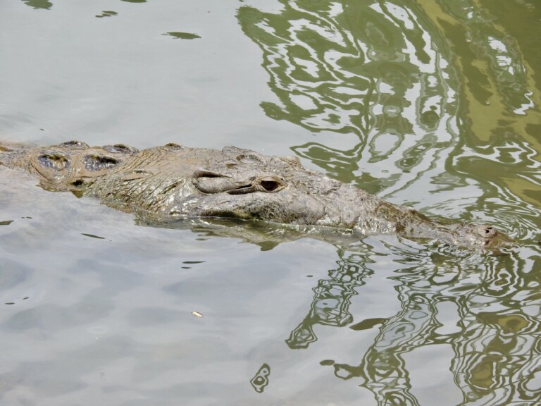 Saltwater Crocodile - Wildexpedition - ©mateobohringer