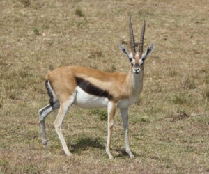 Thompson's Gazelle - Wildexpedition - ©mateobohringer