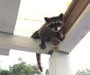 Crab-eating Raccoon - Wildexpedition - ©mateobohringer