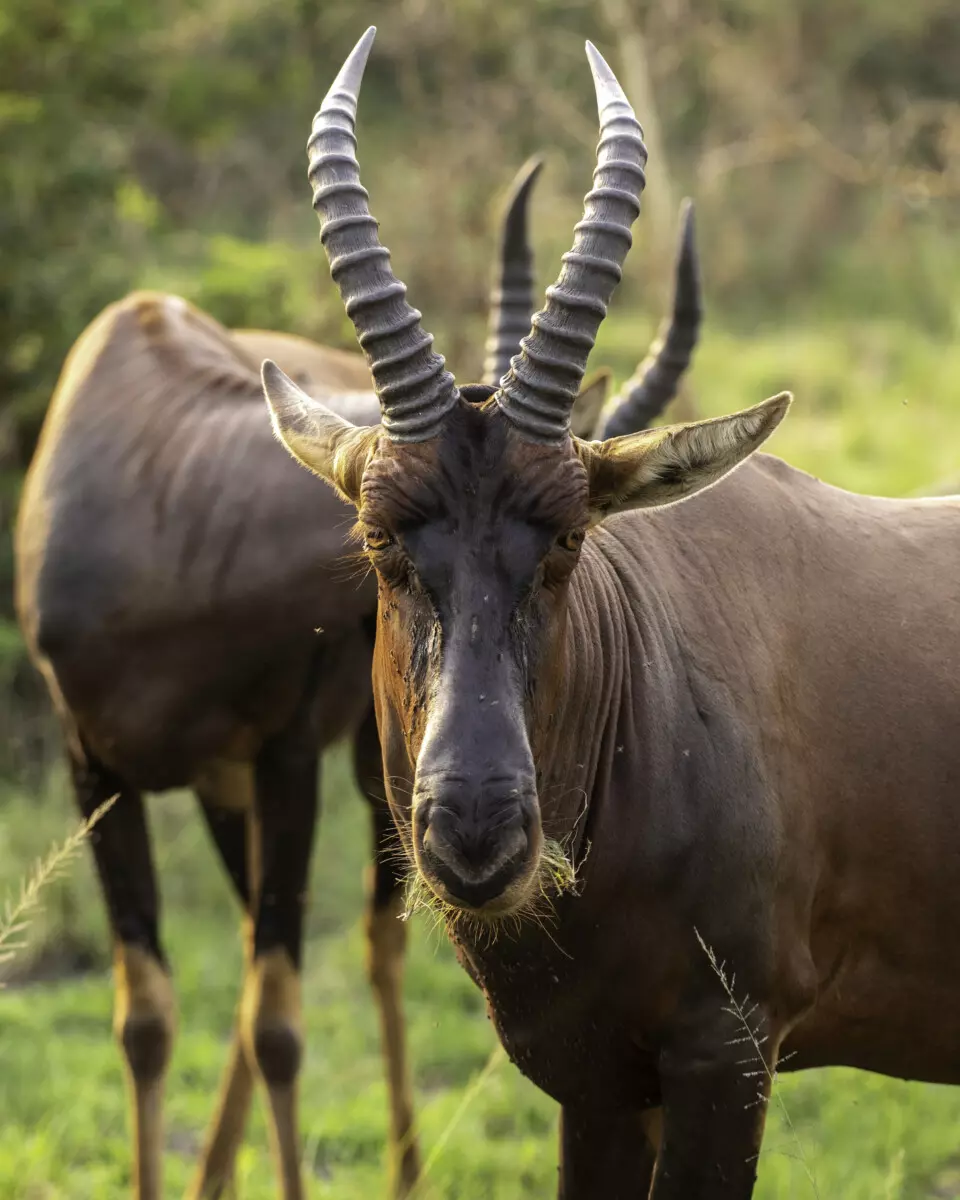 Topi - Wild Expedition topi