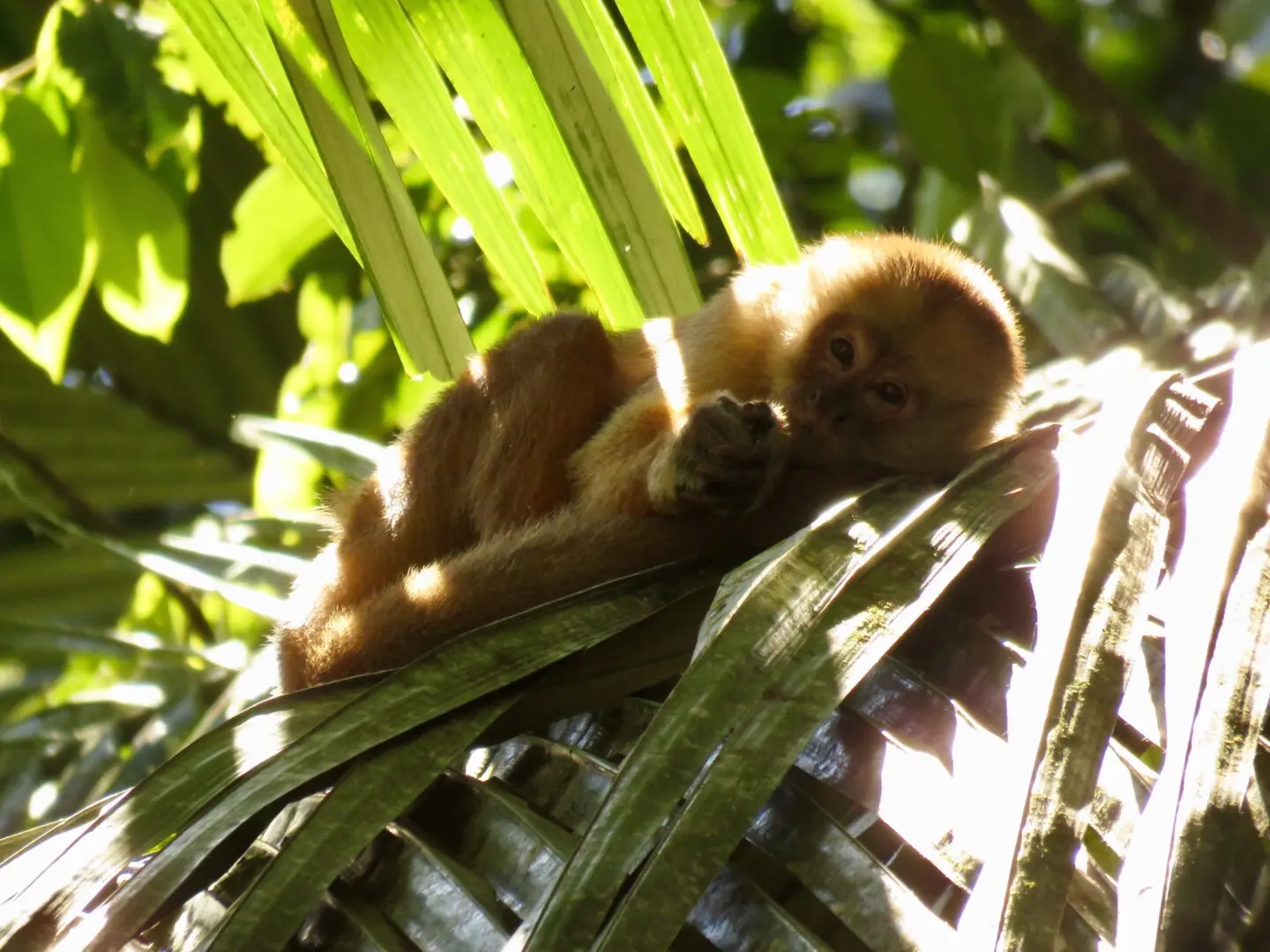 White-fronted Capuchin - Wild Expedition