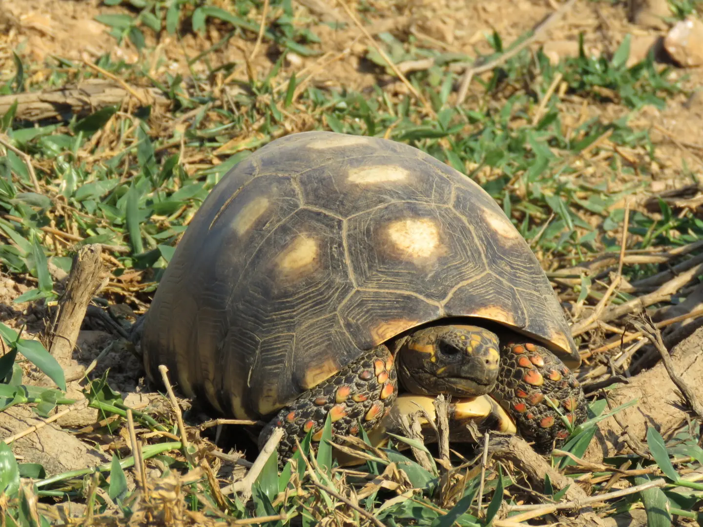 Tartaruga gigante brasileira - Wild Expedition