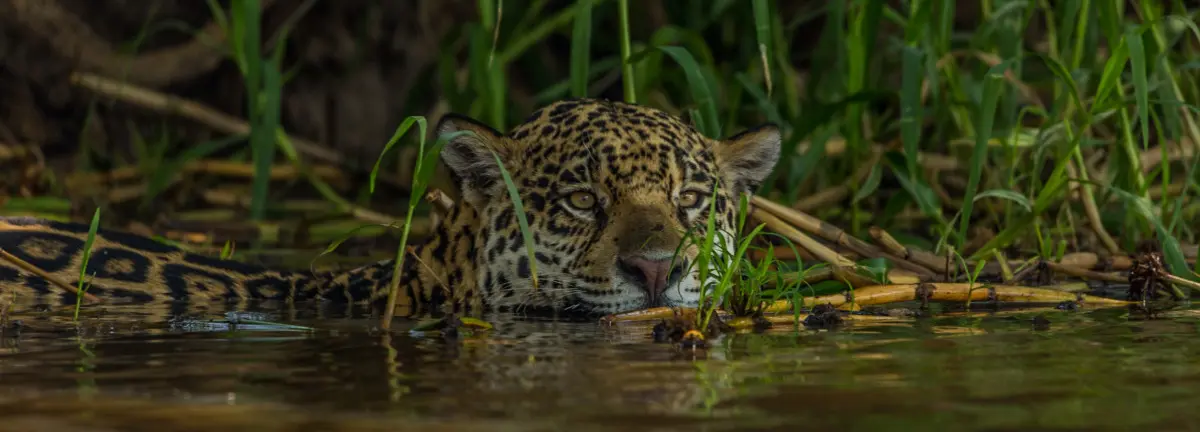 Pantanal River Cruise Safari 9D - Transpantaneira - Porto Jofre